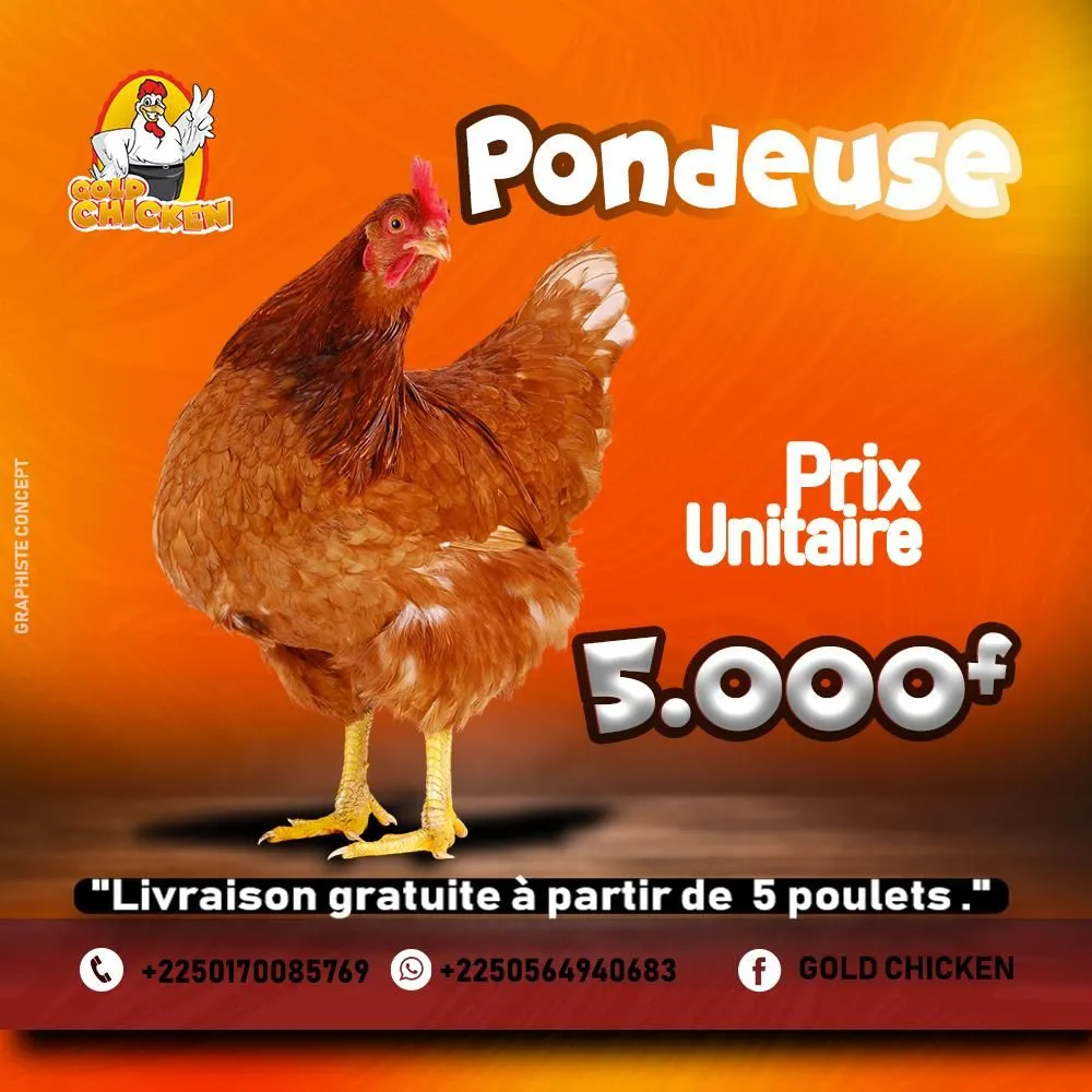 PONDEUSE DODUE