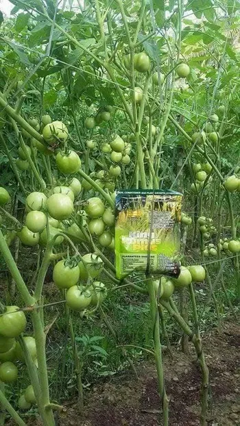 store